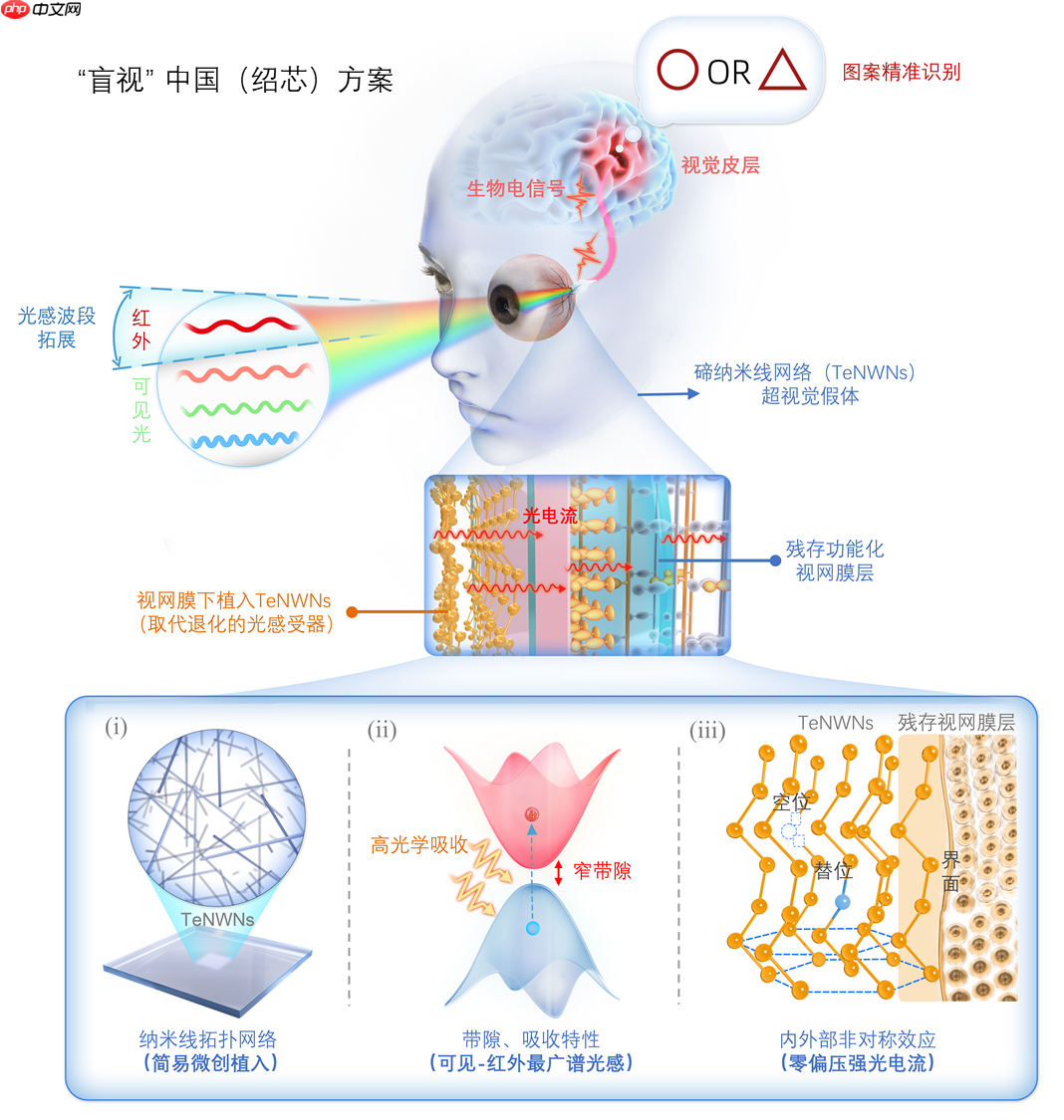 《Science》重磅!绍芯实验室科研团队成功研制超视觉假体