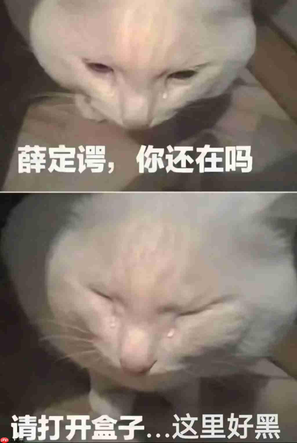 实测 Gemini 图片转视频新功能,终于蹲到经典梗图后续了(doge)