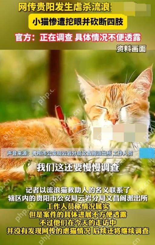 贵州文昌阁多只小猫被挖眼砍断四肢是怎么回事?详情介绍 - 创想鸟