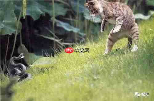 从猫蛇之战看内核戏CPU