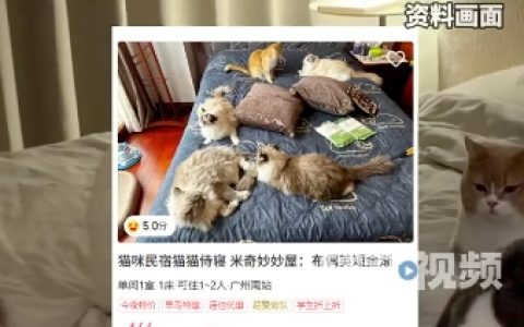 猫咪陪睡民宿住够5晚可买走猫是怎么回事？详情介绍
