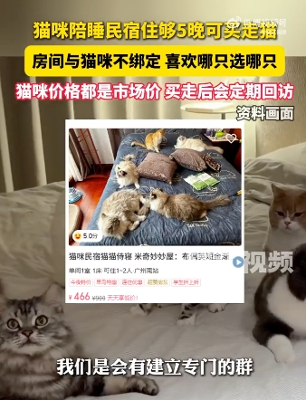 猫咪陪睡民宿住够5晚可买走猫是怎么回事?详情介绍 - 创想鸟