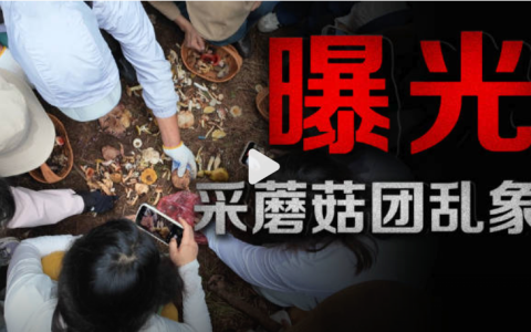 采蘑菇团乱象曝光：有节制的采集配合正确的采集方式