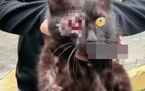 贵州文昌阁多只小猫被挖眼砍断四肢是怎么回事？详情介绍