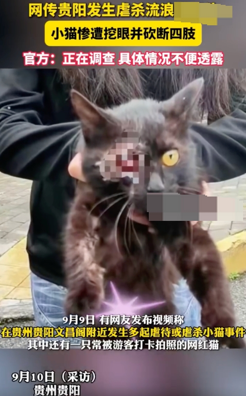贵州文昌阁多只小猫被挖眼砍断四肢是怎么回事?详情介绍 - 创想鸟