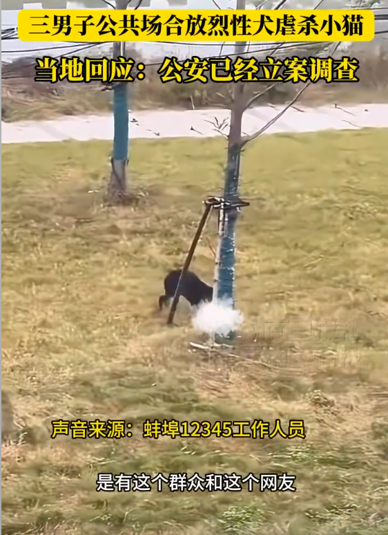 当地回应3男子纵犬虐猫事件：蚌埠公安已对纵烈犬虐猫事件立案 - 创想鸟