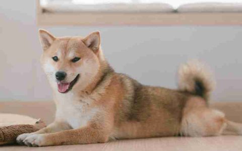 Shiba Inu（Shib）价格今年继续表现其他模因硬币
