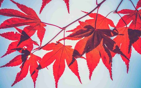 加密货币贷款公司Maple Finance已与加密蛋糕制作专家Lido Finance合作