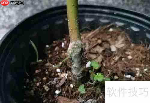 红枫养护指南:如何让红枫健康成长