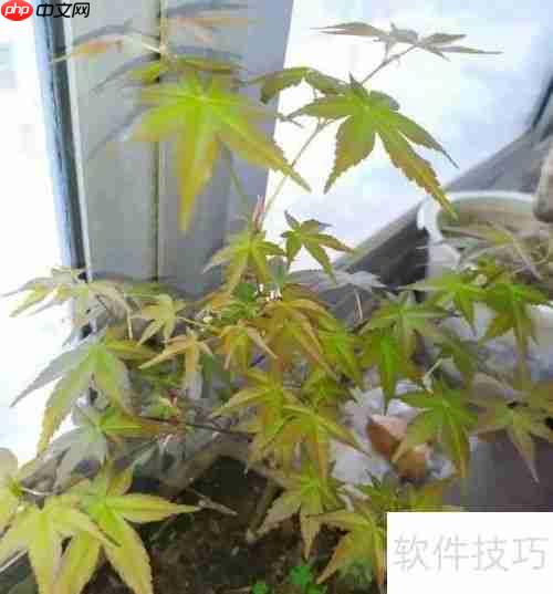 红枫养护指南:如何让红枫健康成长