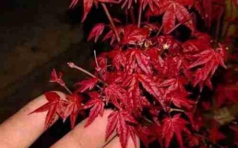红枫养护指南：如何让红枫健康成长