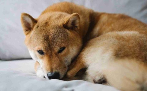 Shiba INU价格预测：湿度激增会继续吗？