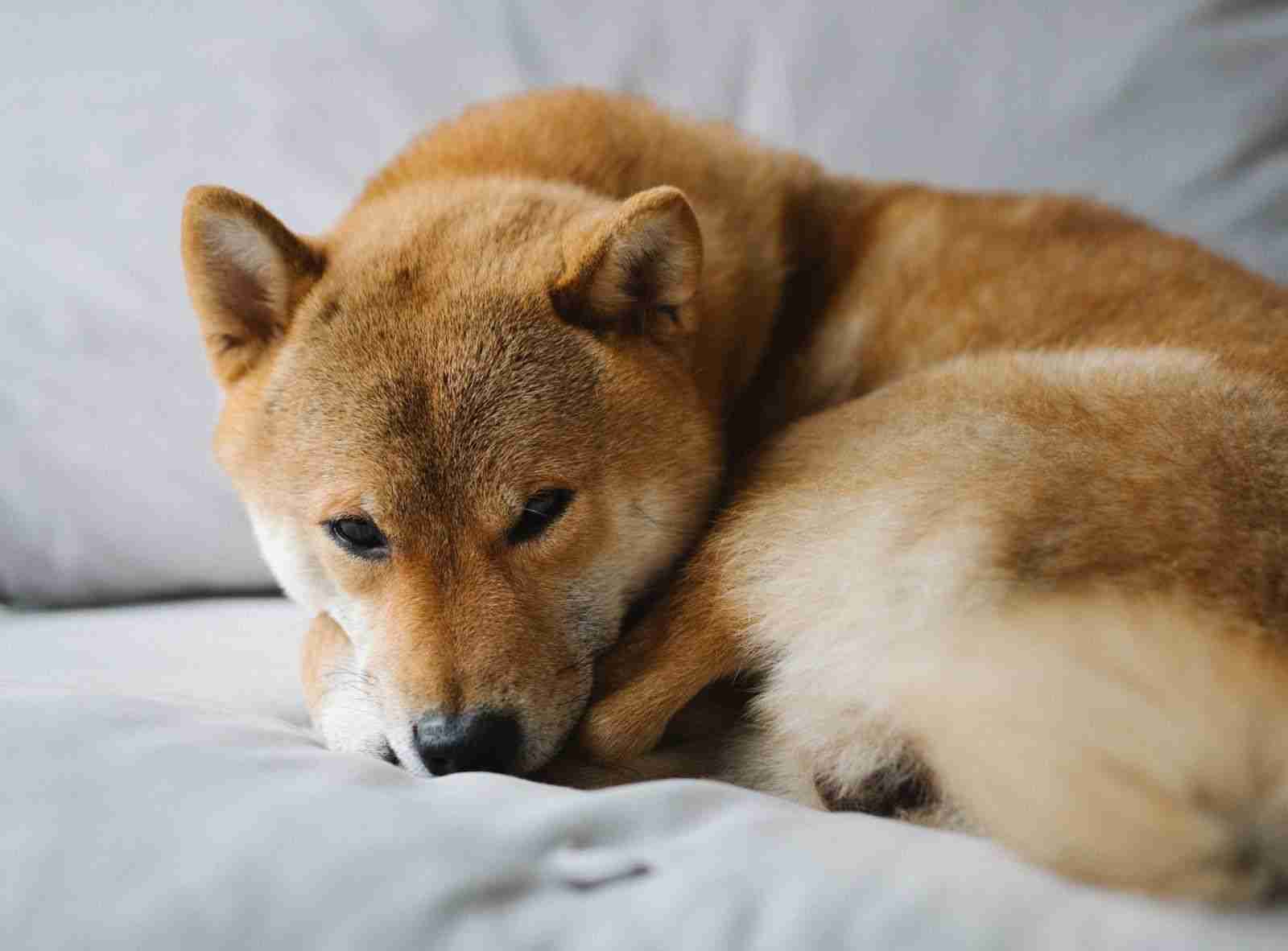 Shiba INU价格预测:湿度激增会继续吗?
