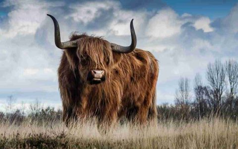 CoW 协议的疯狂之旅：RSI、楔形与全部意义
