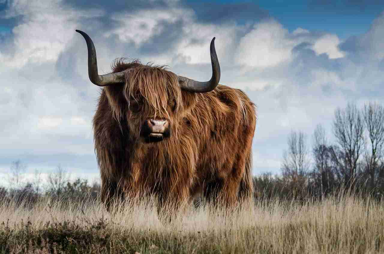 CoW 协议的疯狂之旅:RSI、楔形与全部意义