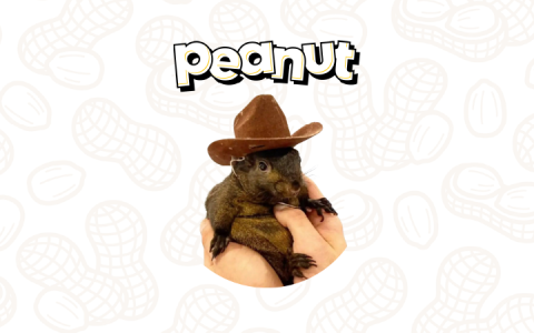 松鼠币（PNUT）能否突破10美元？PNUT价格预测解析