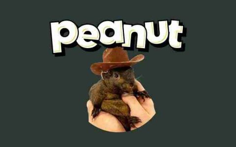 松鼠币(PNUT)是什么？能否达到$10？PNUT币价格预测