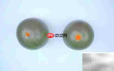 挑西瓜的5个实用小技巧