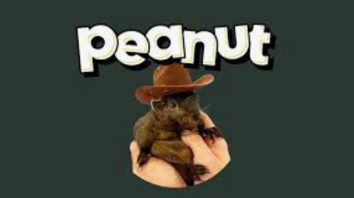 什么是peanut the squirrel?pnut币价格预测2025-2030年 - 创想鸟