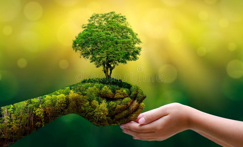 tree image